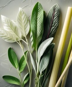 HƯƠNG THẢO MỘC